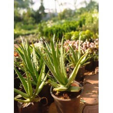 1.5ft Aloevera with Pot