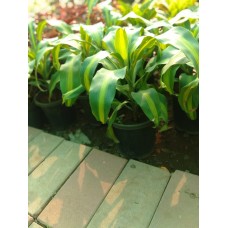 1.5ft Diaphan Plant with Pot