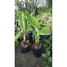 1.5ft Hybrid Banana Plant without Pot