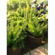 1.5ft Merrybel with Pot