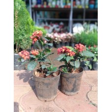 1ft Bonsai ixora with Pot