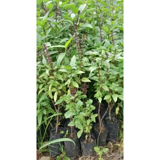 1ft Erineum Tulsi Without Pot