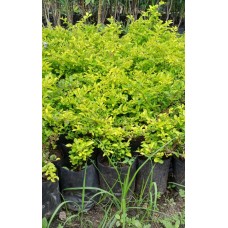 1ft Golden Duranta Without Pot