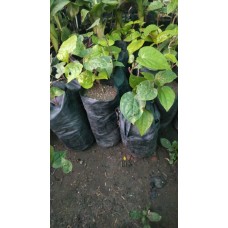 1ft Paan Plant without Pot