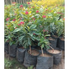 1.5ft Jatropha Plant without Pot