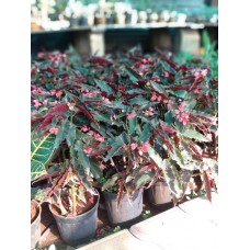 2ft Begonia with Pot