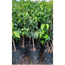 2ft Black Ficus Without Pot