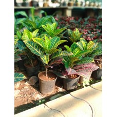 2ft Croton Petra with Pot