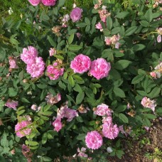 1.5ft  English Pink Rose with Pot