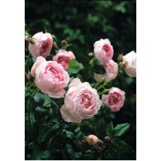 1.5ft English Pink Rose without Pot