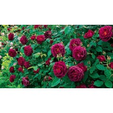 1.5ft English Red Rose with Pot