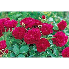 1.5ft English Red Rose without Pot