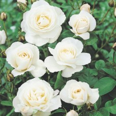 1.5ft English White Rose with Pot