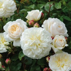 1.5ft English White Rose without Pot