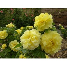 1.5ft English Yellow Rose with Pot