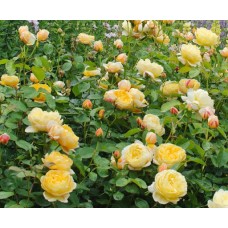 1.5ft English Yellow Rose without Pot