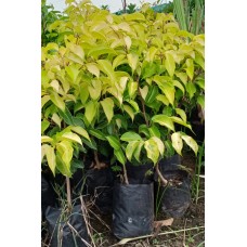 2ft Golden Ficus Without Pot