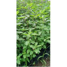 2ft Rama Tulsi Without Pot