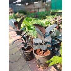 2ft Rubber Plant with Pot