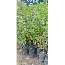 2ft Shyama Tulsi Without Pot