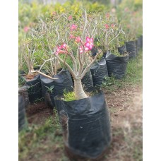 2ft Adenium Plant without Pot 