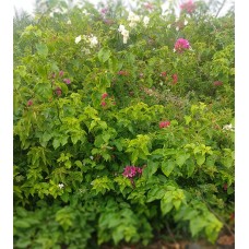 2ft Pink Bougainvillea Bonsai Plant without Pot