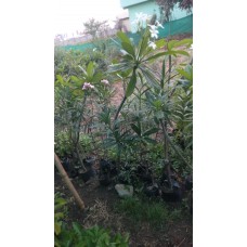 3ft Champa without Pot