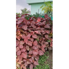 3ft Copper Leaf Acalypha Without Pot