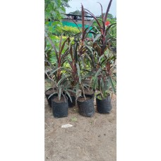 3ft Dracaena Plant Without Pot