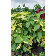 3ft Green Leaf Acalypha Without Pot