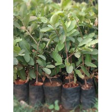 3ft Hybrid Amrud_Guava Plant without Pot