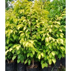 4ft Golden Ficus Without Pot