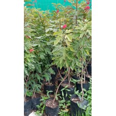 4ft Jatropha Without Pot