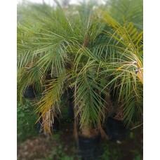 5ft Chamaedorae Phoenix  Palm without Pot 