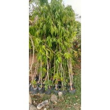 6ft Ashok Tree without Pot