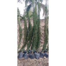 6ft Pencil Pine Cypress Tree without Pot