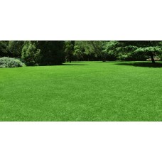 Green Grass 80/sq ft