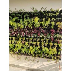 Green Wall/Vertical Garden 600/sq ft