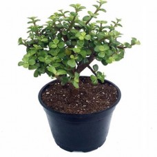 1.5ft Jade Plant with Pot