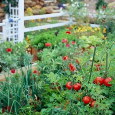 Kitchen Garden (Prices Depending on Garden Size)