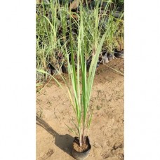 1.5ft Lemon Grass Without Pot