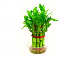 3 Layer Lucky Bamboo Plant with Glass Bowl