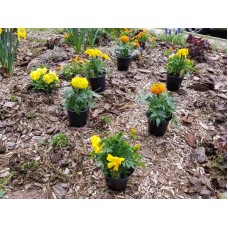 1.5ft Marigold Plant with Pot