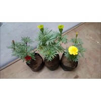 1.5ft Marigold Plant without Pot