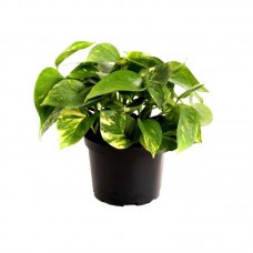 1.5ft Money Plant with Pot