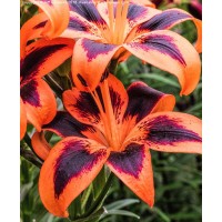 1.5ft Orange Purple  Tiger Lily without Pot