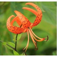 1.5ft Orange Tiger Lily without Pot