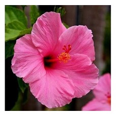 1.5ft Pink Hibiscus_Gudhal without Pot