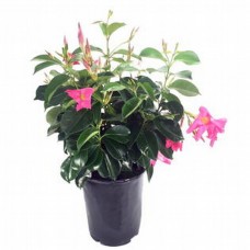 1.5ft Pink Jashmine with Pot