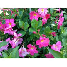 1.5ft Pink Jashmine without Pot